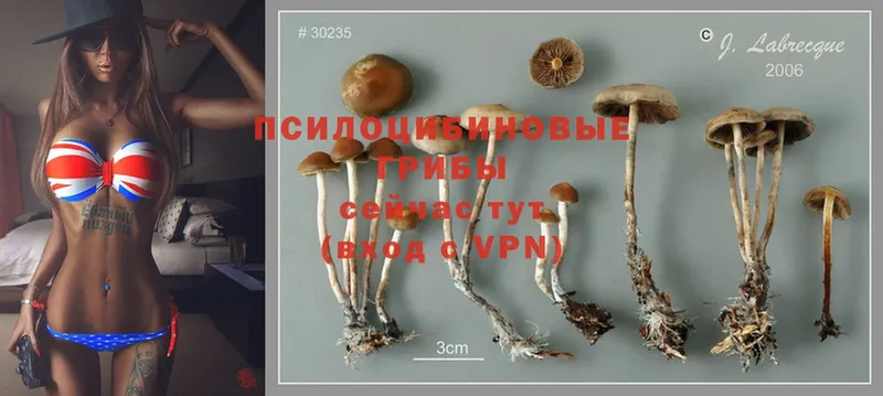 ссылка на мегу онион  Гусев  Псилоцибиновые грибы Psilocybe 